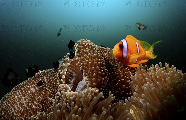 Red Sea Anemonefish, Amphiprion bicinctus, Djibouti, Djibouti, Africa, Afar Triangle, Gulf of Aden, Gulf of Tadjourah, Africa