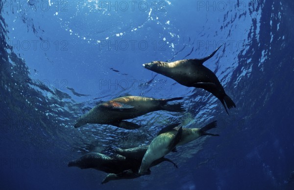 Group of California sea lions, Zalophus californianus, USA, California, Pacific Ocean, North America