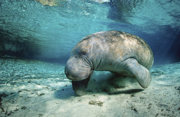 Round-tailed manatee, Trichechus manatus latirostris, USA, Florida, FL, Crystal River, North America