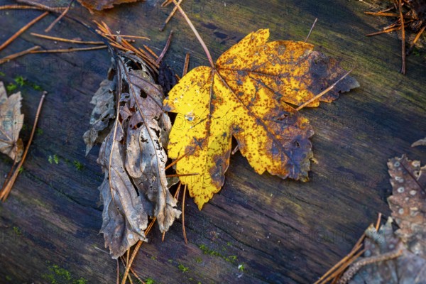 Autumn-coloured leaves lying on felled tree trunks in the forest, autumn forest, Bielefeld-Sennestadt, North Rhine-Westphalia, Germany, Europe