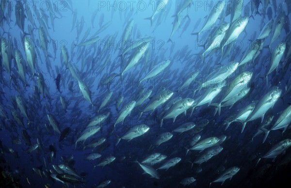 Bigeye trevally, Caranx sexfasciatus, Mexico, Lake Cortez, Lower California, La Paz, Central America