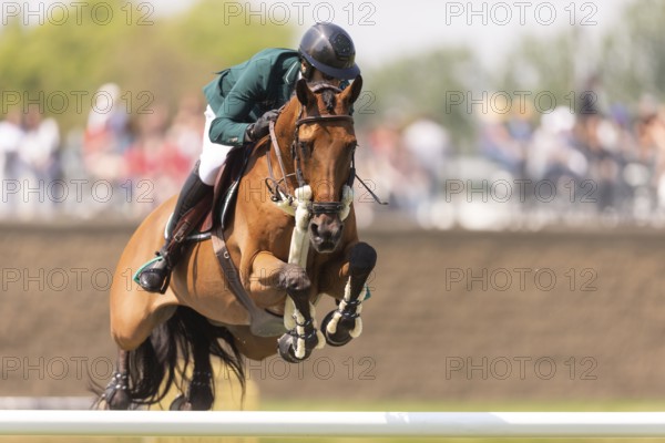 Abdulrahman Alrajhi from Saudi Arabia and riding Heartbeat W, compete in the 1.60m Grand Prix during The Continental international competition at Spruce Meadows, in Calgary, Canada, North America
