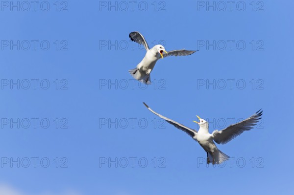 Kittiwake, (Rissa tridactyla), animals, birds, family of gulls, dispute between two gulls, Varanger, Finnmark, Norway, Europe