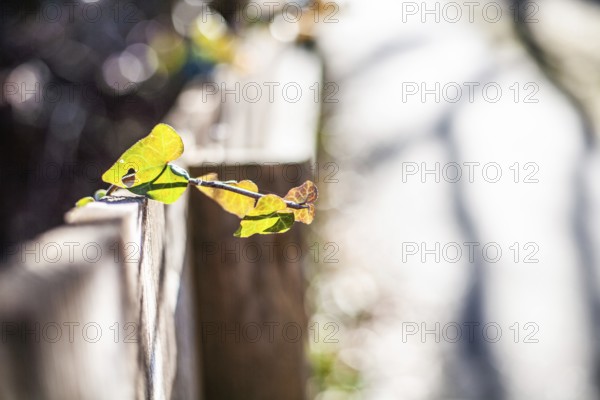 Ivy (Hedera helix), Leoben, Styria, Austria, Europe