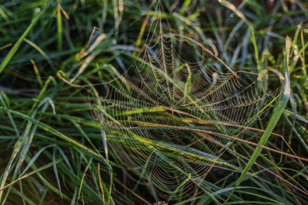 An artistic spider's web in nature decorated with dewdrops, Danube, Bogen, Lower Bavaria