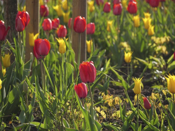 Vibrant red and yellow tulips in a sunny flower bed, weseke, münsterland, germany
