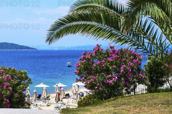 Palm, pink oleander flowers, beach with umbrellas and the blue sea, Halkidiki, Greece, Europe