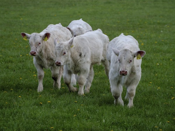 Three white calves running on a green meadow, weseke, münsterland, germany