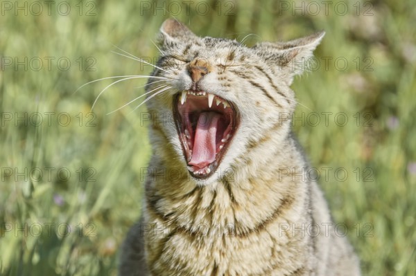 Yawning Stray Cat on the Green Grass Varna, Bulgaria, Europe