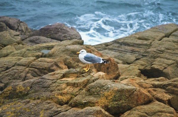 Seagull On The Rock In Front Of The Black Sea