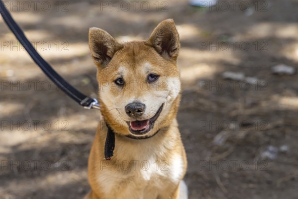 Closeup headshot of an inquisitive red Shiba Inu dog sitting outdoors on a sunny day. Japanese Spitz breed of canine known for their urajiro markings