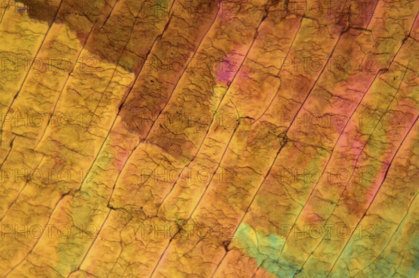 Sulfur crystals under the microscope with a magnification of 100 times and in polarized light