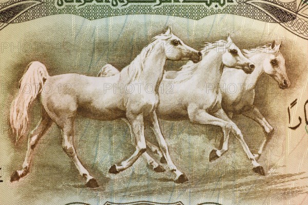 Arabian Horses on 25 Dinars 1978 Banknote from Iraq