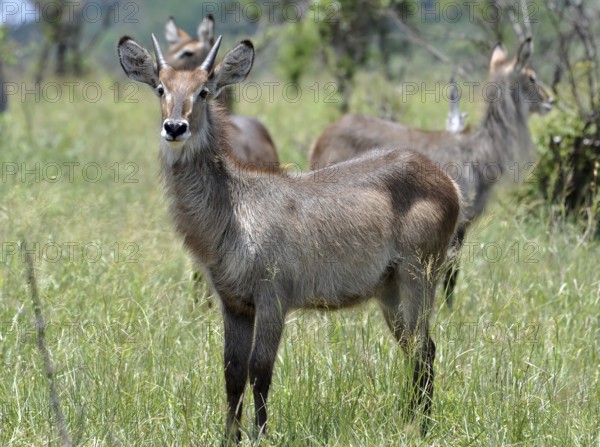 Waterbuck (Kobus ellipsiprymnus)
