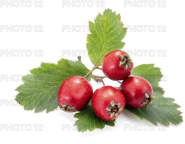 Common hawthorn berries closeup on white background