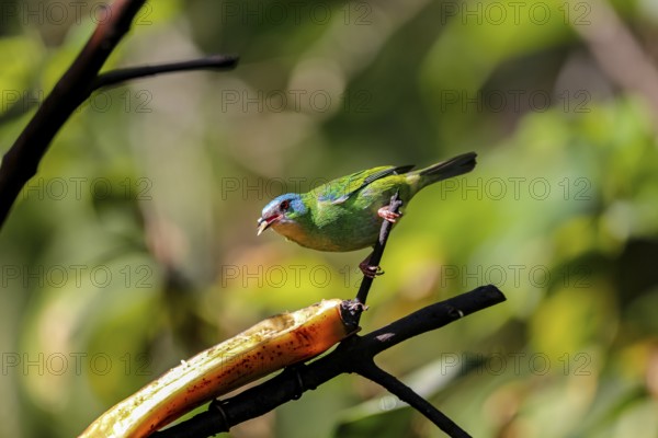 Blue Dacnis in sunlight perched on a branch, feeding on banana, against defocused green background, Folha Seca, Brazil, South America