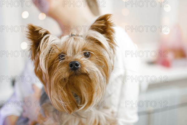 Yorkshire Terrier with bokeh effect lighting