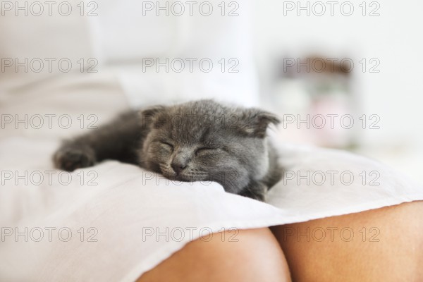 British kitten slepping on young woman hands