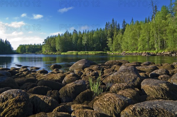 Russia, Karelia, the river Chirka-Kem. These stones are usually covered by water, but this summer the water has taken a beating, Europe