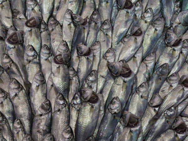 Fish at a market in Istanbul
