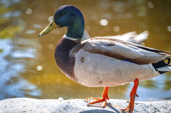Male mallard (Anas platyrhynchos) walking on the shore of a lake, Bad Kösen, Saxony-Anhalt, Germany, Europe
