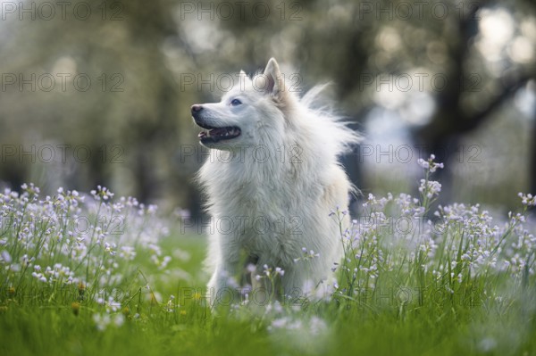 Icelandic dog on a spring meadow