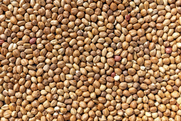 Lots of brown hazelnuts as a full-size background
