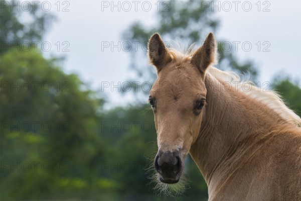 Quarter Horse foals in portrait