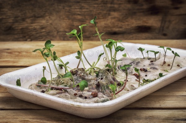 Germinated spring planting the sprouts of agricultural plants