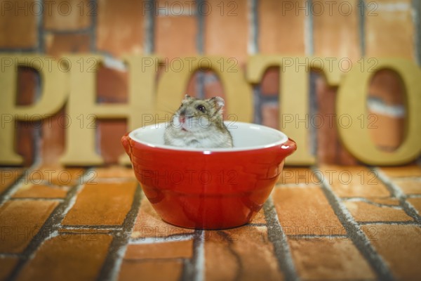 Djungarian hamster image. Shooting Location: Yokohama-city kanagawa prefecture