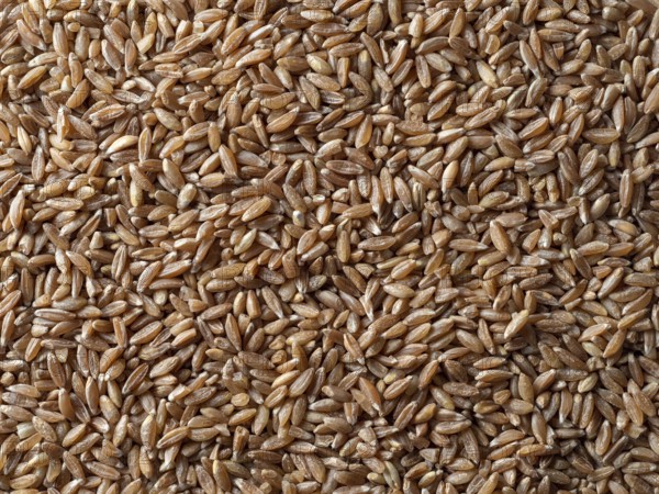 Spelt seeds texture as food background. Spelt seeds pattern top view or flat lay