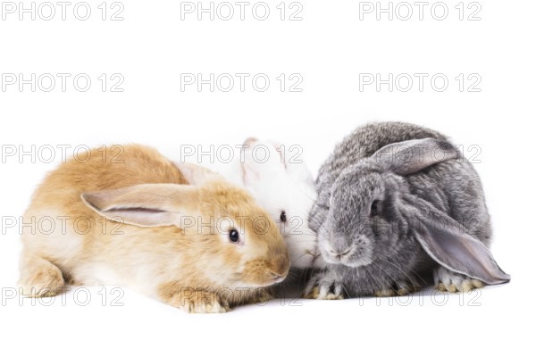 Three young rabbits on white close up