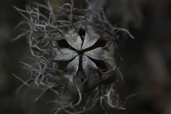 Seed capsule, Venus hairy