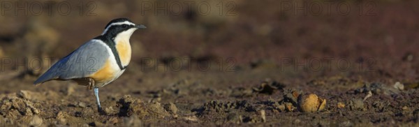Crocodile-bird, (Pluvianus aegytpticus), Crocodile-bird, Egyptian Plover, Pluvian fluviatile, Pluvial, Njau area, Njau, North Bank, Gambia, Africa