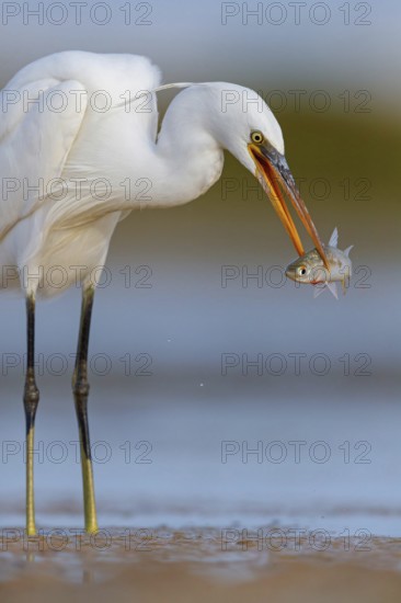 Western Reef Heron, Western Reef-Heron, Western Reef-Egret, (Egretta gularis), Garceta Dimorfa, Raysut, Salalah, Dhofar, Oman, Asia