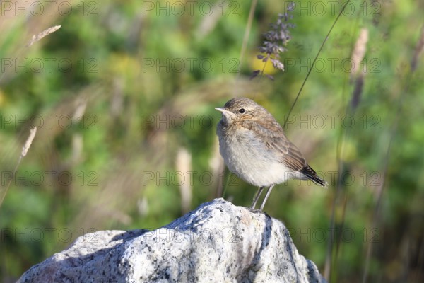 Young Northern Wheatear in saxon. Young wheatear between stones