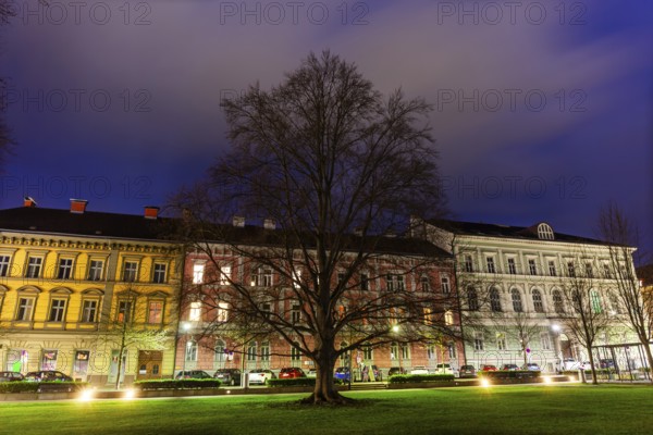 Bare tree in a park, blue hour, Gärner Park, Leoben, Styria, Austria, Europe
