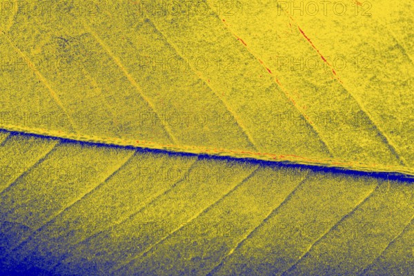 Abstract texture of Macro view of leaf texture as background