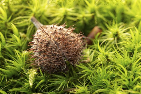 Close-up of the dried fruit cup of a beech tree on a dense green moss carpet, Lower Saxony, Germany, Europe