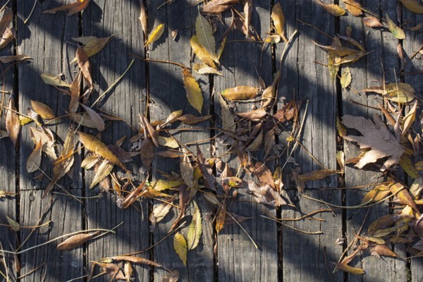Autumn background with dry leaves in autumn season