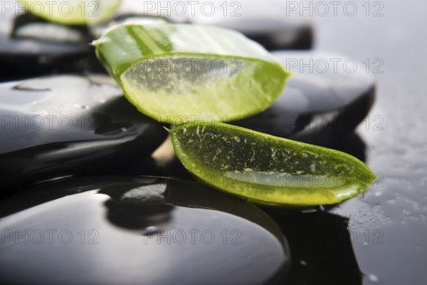 Sliced aloe leaves with oil on the stone, lodz, poland
