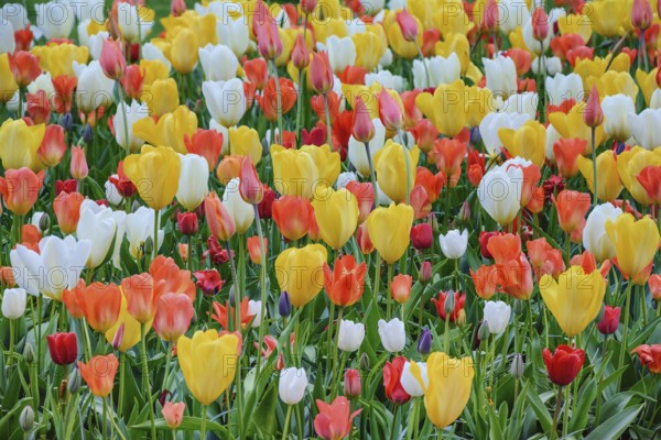 Different Kinds of Tulips Keukenhof, Netherlands