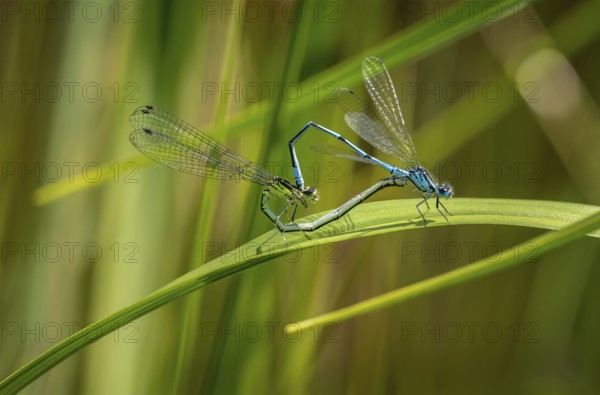 Insect love, Damselfly couple mating on a green leaf