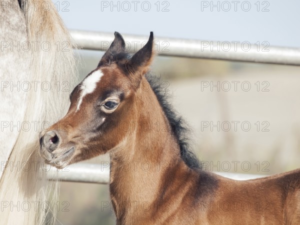 Portrait of arabian little foal with mom. Israel