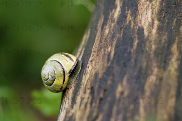 Yellow striped snail climbing at the tree