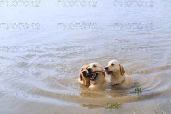 Swimming and playing labrador dogs