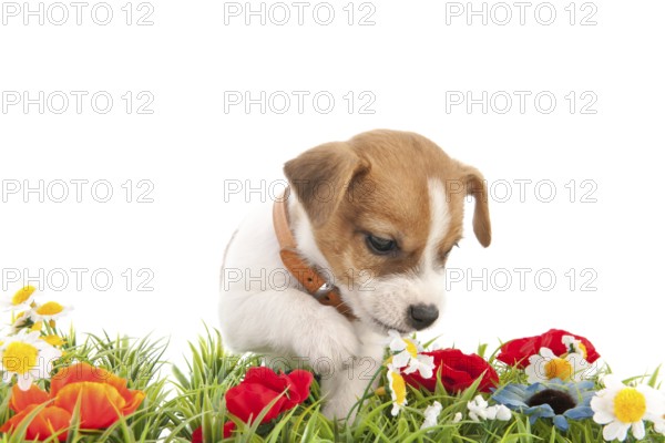 Jack Russel puppy dog walking in grass with flowers isolated over white background