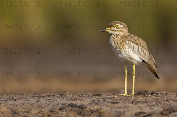 Senegal Lapwing, (Vanellus senegallus), Africa, South Africa, KwaZulu-Natal, Triele family, iSimangaliso Wetland Park, St Lucia, Africa