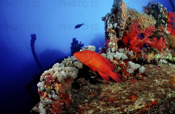 Jewelled perch, Cephalopholis miniata, Egypt, Africa, Red Sea, Africa