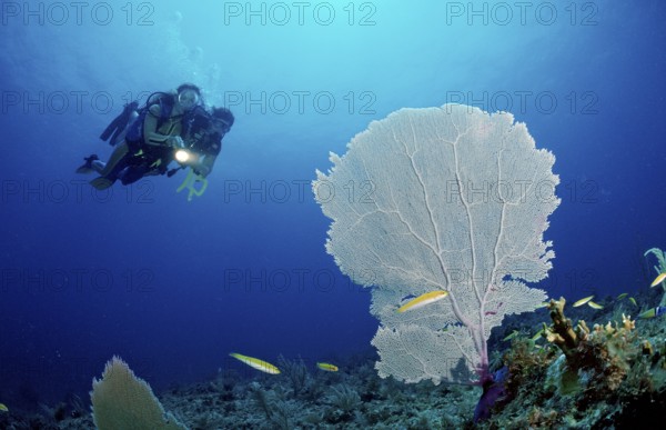 Diving instructor with student, Punta Cana, Caribbean Sea, Dominican Republic, Central America